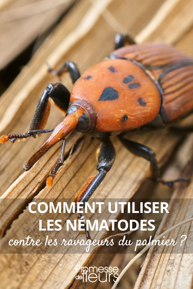 Rhynchophorus ferrugineus