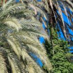 Nématodes contra las plagas de la palmera: por qué y cómo utilizarlos en el jardín?