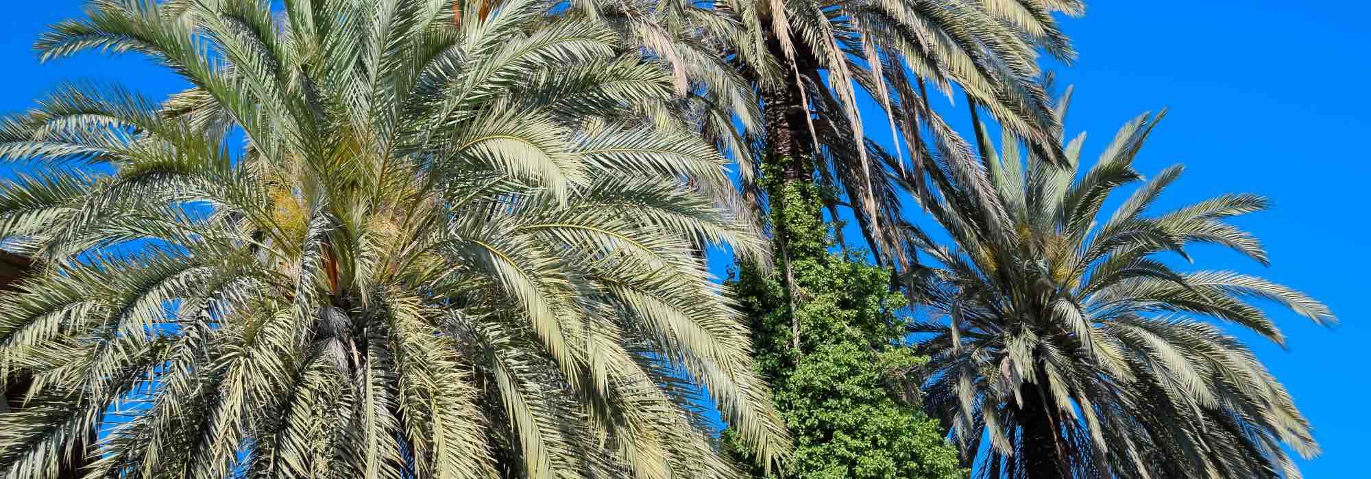 Nématodes contra las plagas de la palmera: por qué y cómo utilizarlos en el jardín?