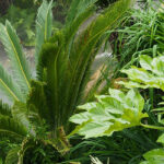 ¡Convierte tu jardín en un oasis vegetal Exuberante!