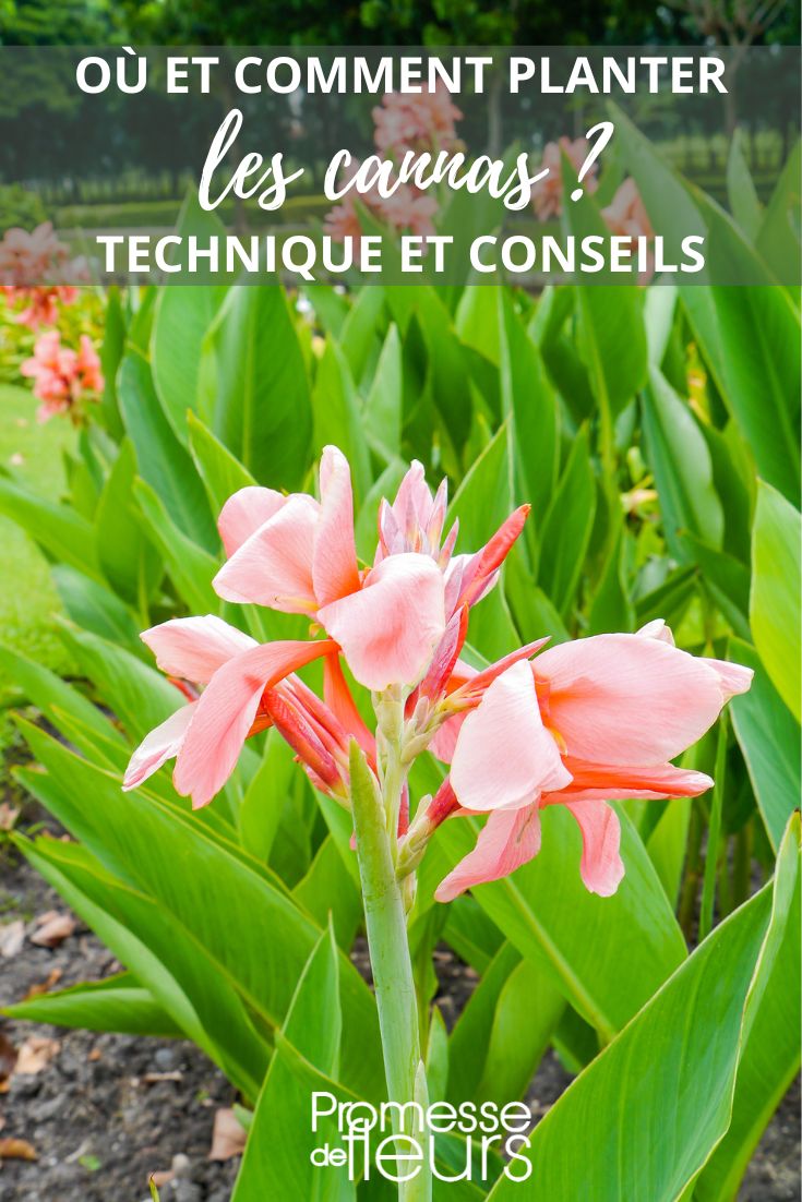 plantación de cannas en el jardín
