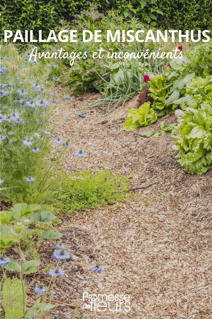 pajote de Miscanthus