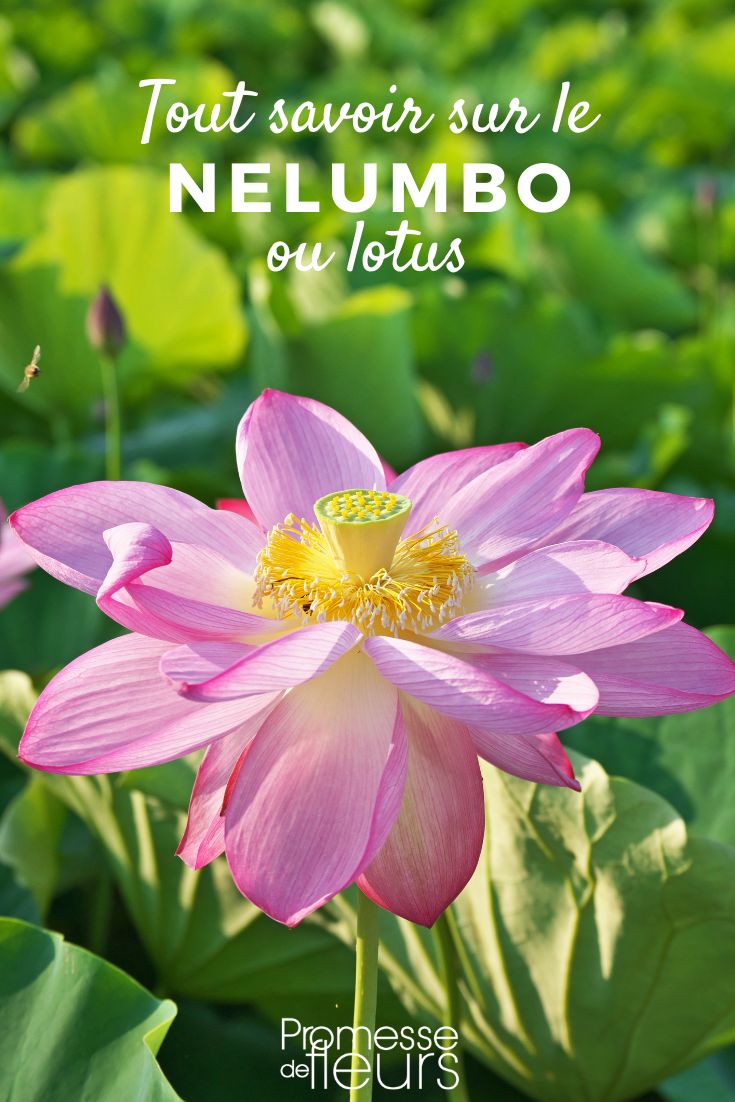 Nelumbo: plantar, cultivar y cuidar