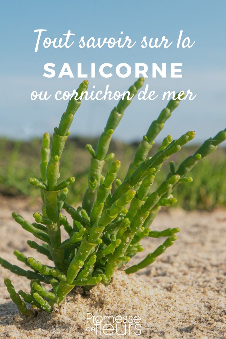 salicornia pepino de mar