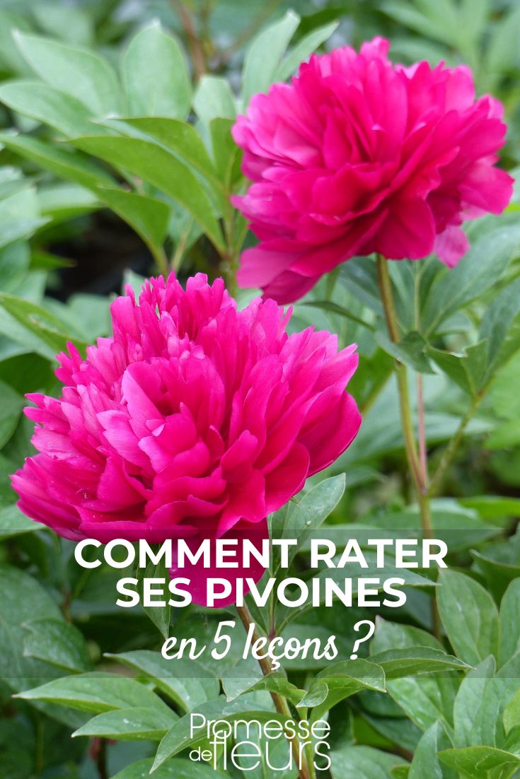 Paeonia-lactiflora-Félix-Crousse