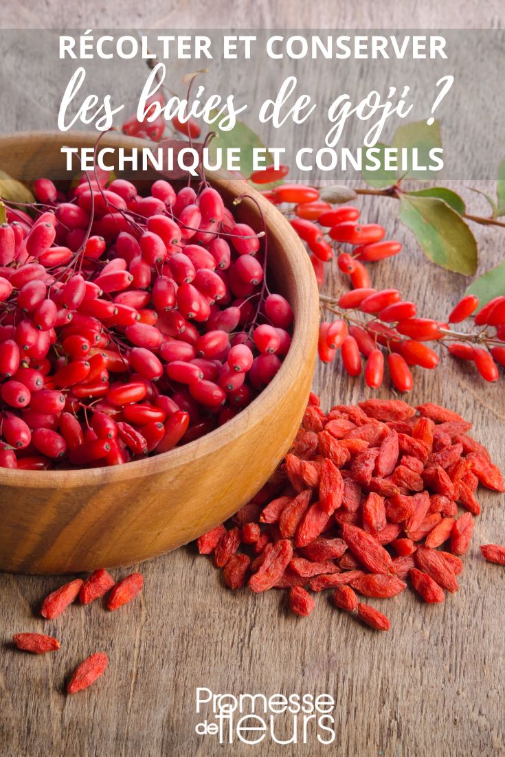 cosecha y conservación de las bayas de goji