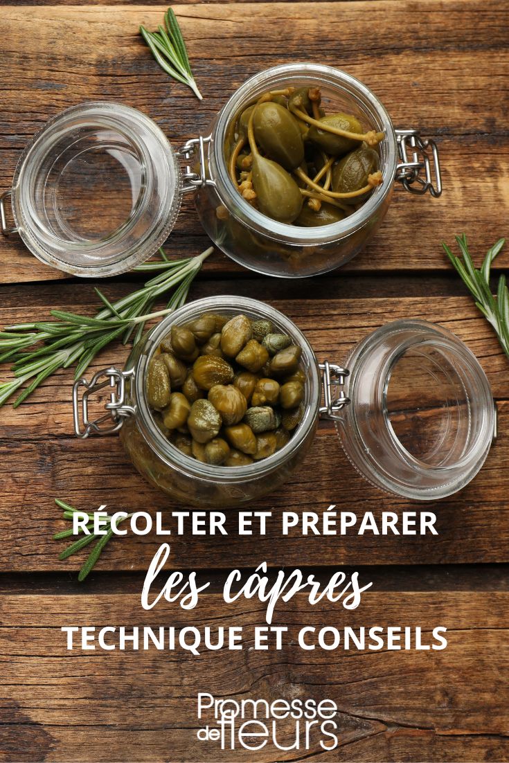 preparar alcaparras caseras