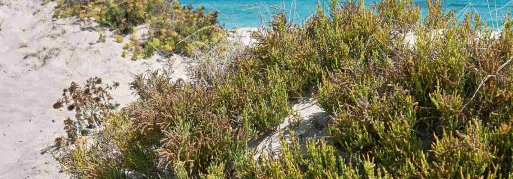 Salicornia - pepinillo de mar: plantar, cultivar y cosechar