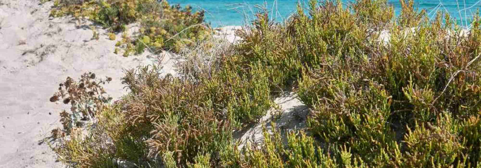 Salicornia - pepinillo de mar: plantar, cultivar y cosechar
