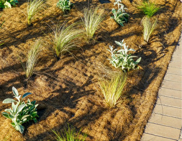 ¿Cómo colocar una lona de acolchado biodegradable?