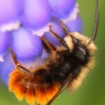 Cocones de abejas albañiles polinizadoras: ¿por qué y cómo usarlas en el jardín?