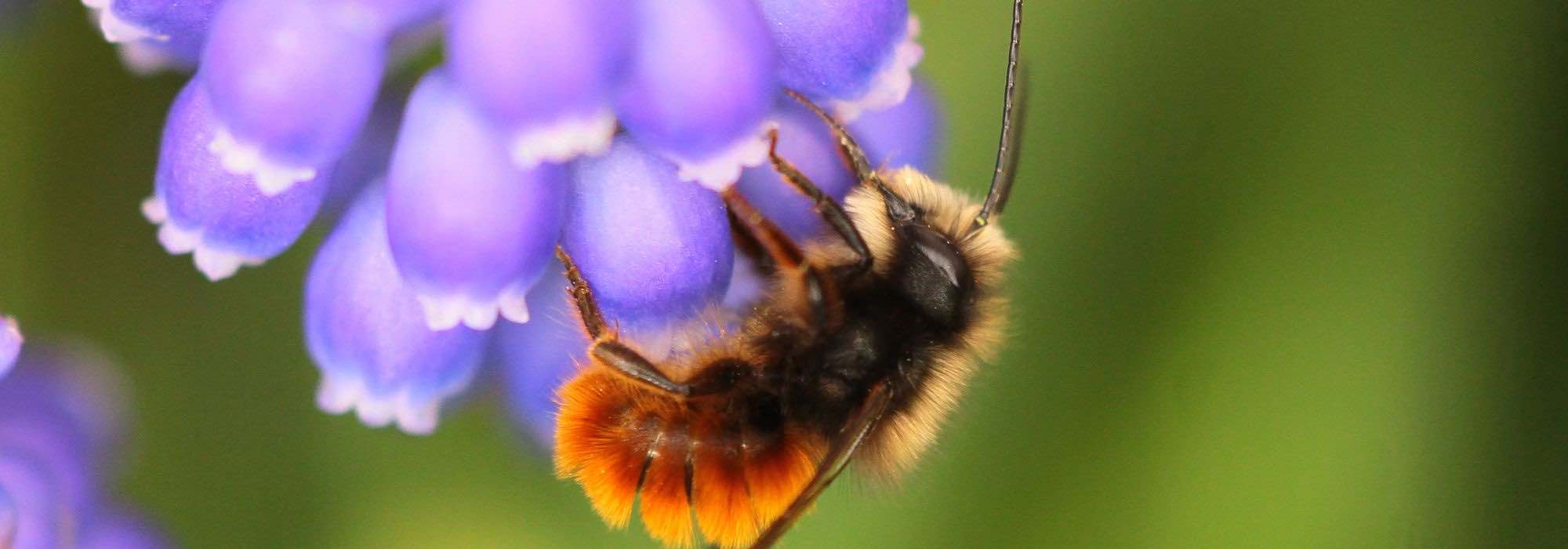 Cocones de abejas albañiles polinizadoras: ¿por qué y cómo usarlas en el jardín?