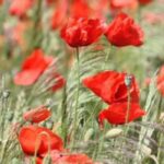 Nuestro top 7 de anuales con flores rojas