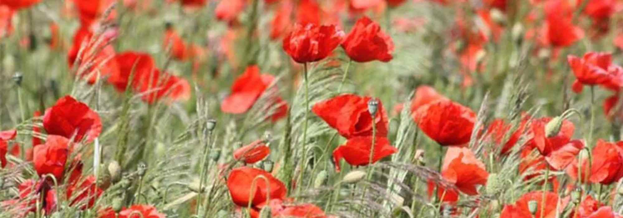 Nuestro top 7 de anuales con flores rojas