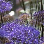 6 anuales de flores violetas por descubrir