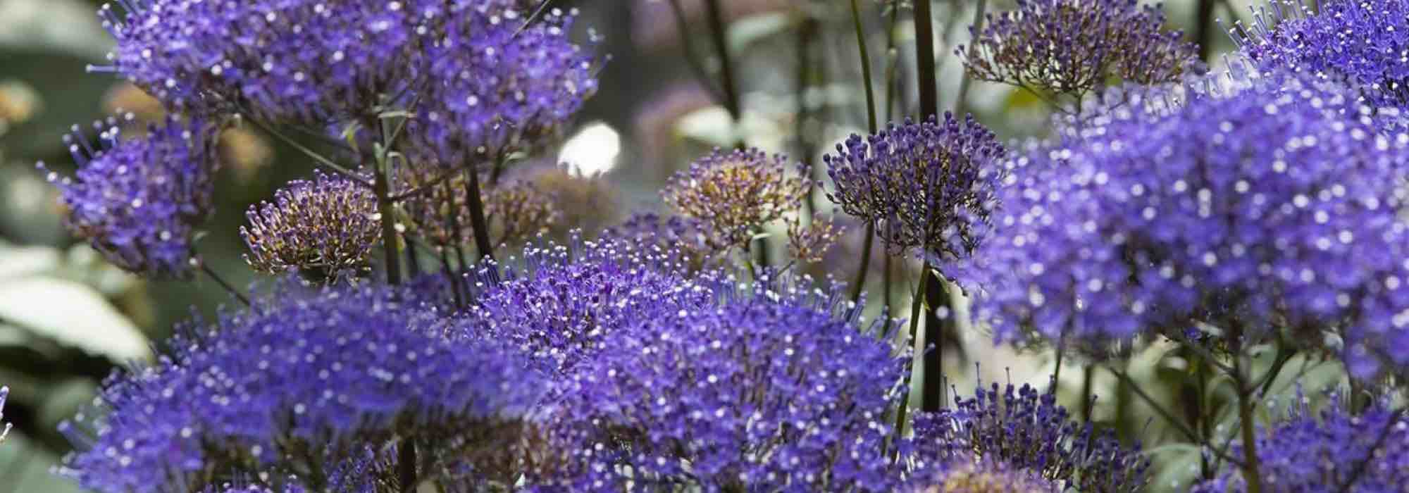6 anuales de flores violetas por descubrir