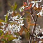 7 arbustos imprescindibles en el jardín en el bosque