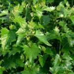 La arroche en la cocina: recetas vegetales de una verdura antigua por redescubrir