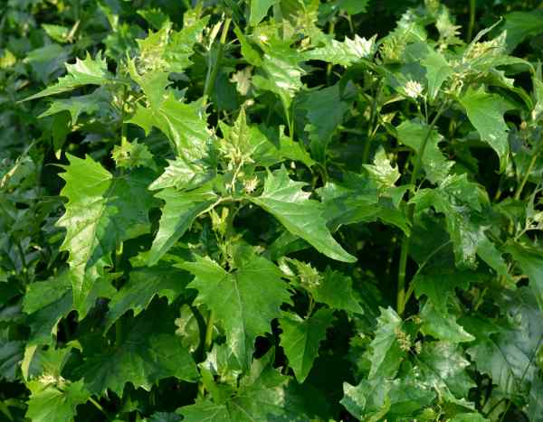 La arroche en la cocina: recetas vegetales de una verdura antigua por redescubrir