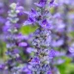 Flores violetas y malvas: ¿cómo combinarlas para realzarlas?