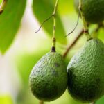 ¿Cómo cultivar el aguacate en maceta?
