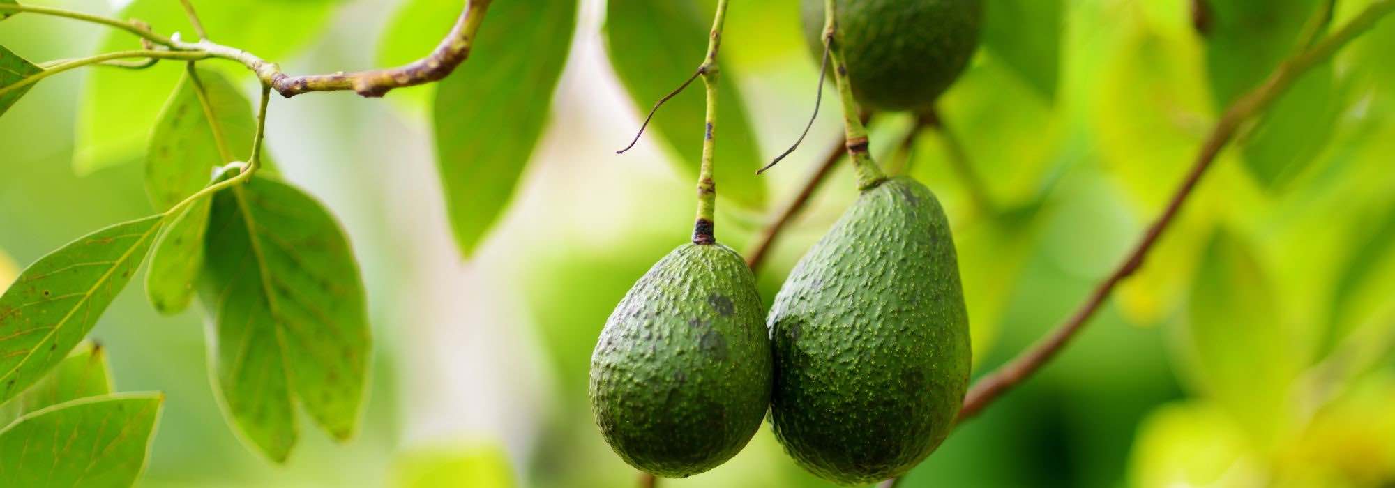 ¿Cómo cultivar el aguacate en maceta?
