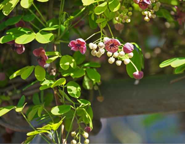 ¿Cómo hacer esquejes de Akebia?