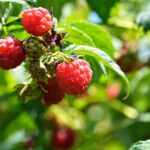 ¿Cómo plantar una hilera de frambuesas?