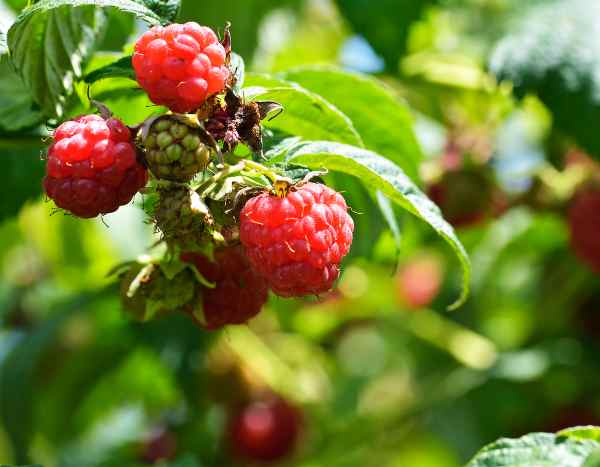 ¿Cómo plantar una hilera de frambuesas?