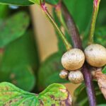 Huerto y permacultura: descubre el cultivo del Ñame