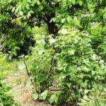 Creación de un bosque-jardín: descubre los 7 errores que debes evitar