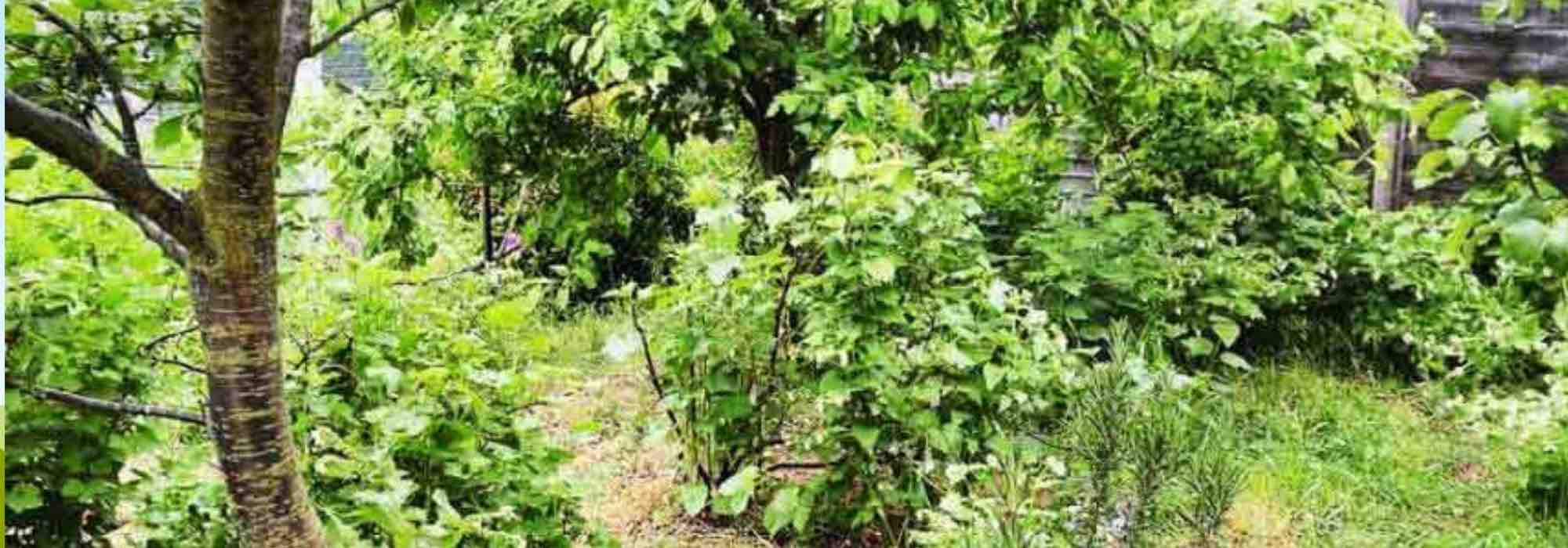 Creación de un bosque-jardín: descubre los 7 errores que debes evitar