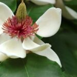 7 Magnolios majestuosos para jardines grandes