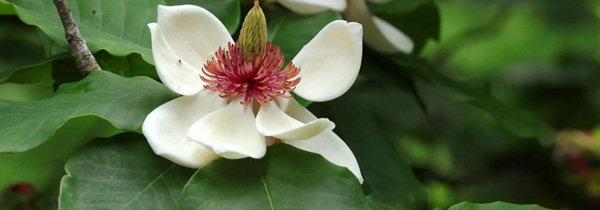 7 Magnolios majestuosos para jardines grandes