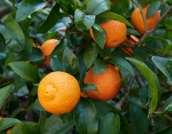 ¿Cómo lograr el injerto de un cítrico?