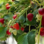 Cómo plantar fresas en una jardinera?