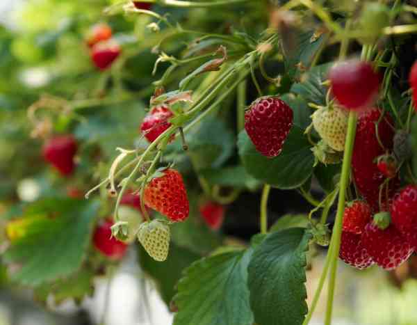 Cómo plantar fresas en una jardinera?