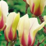 7 magnolias para maceta, perfectos para florecer en espacios pequeños