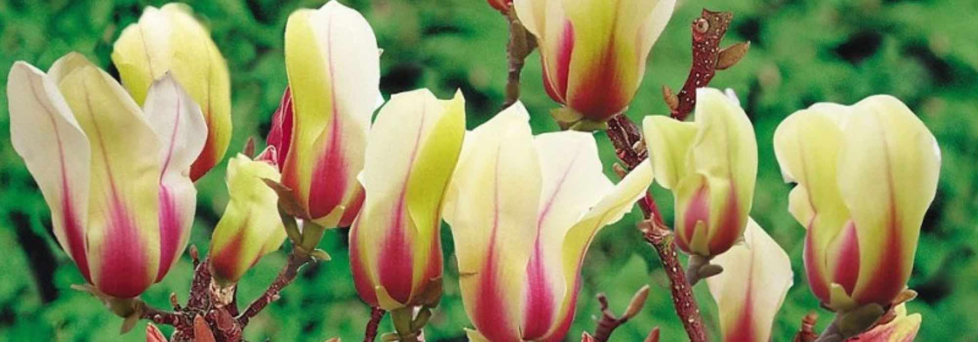 7 magnolias para maceta, perfectos para florecer en espacios pequeños