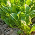 ¿Cómo dividir la acedera en el jardín?