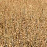 ¿Por qué elegir el Mantillo de lino para tu jardín?