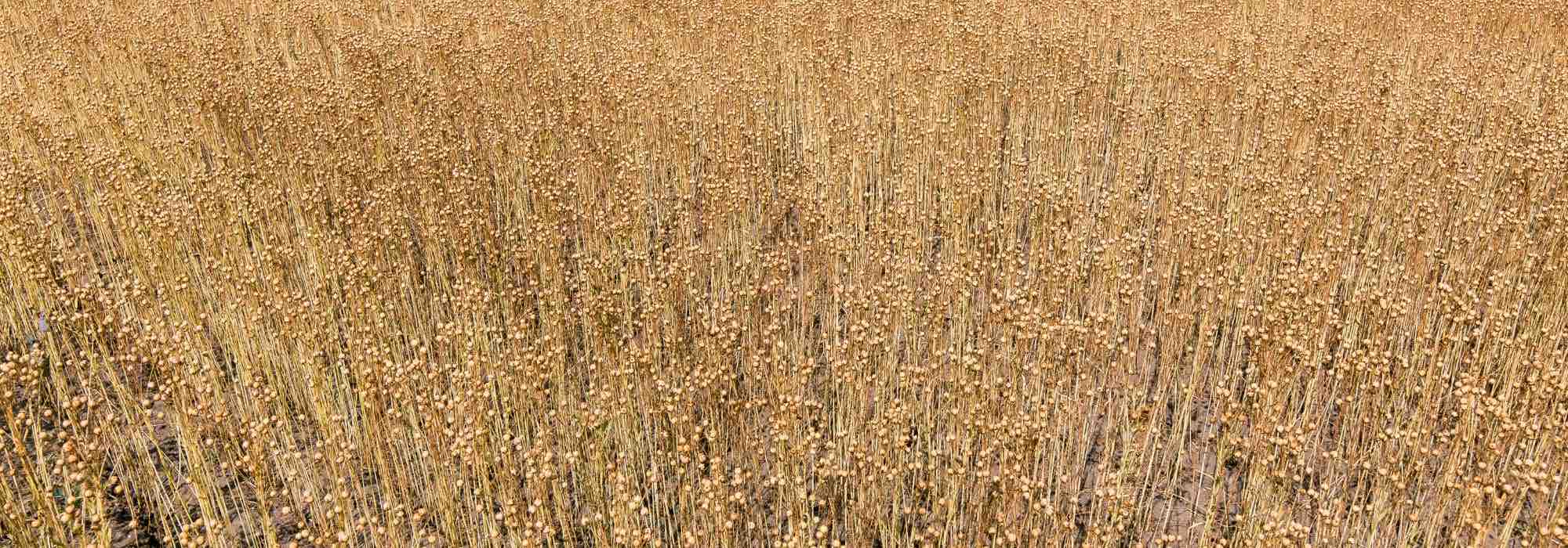 ¿Por qué elegir el Mantillo de lino para tu jardín?