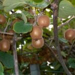 ¿Cómo paliscar el Kiwi?