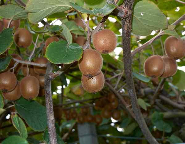 ¿Cómo paliscar el Kiwi?
