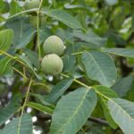 ¿Qué plantar debajo de un Nogal común?