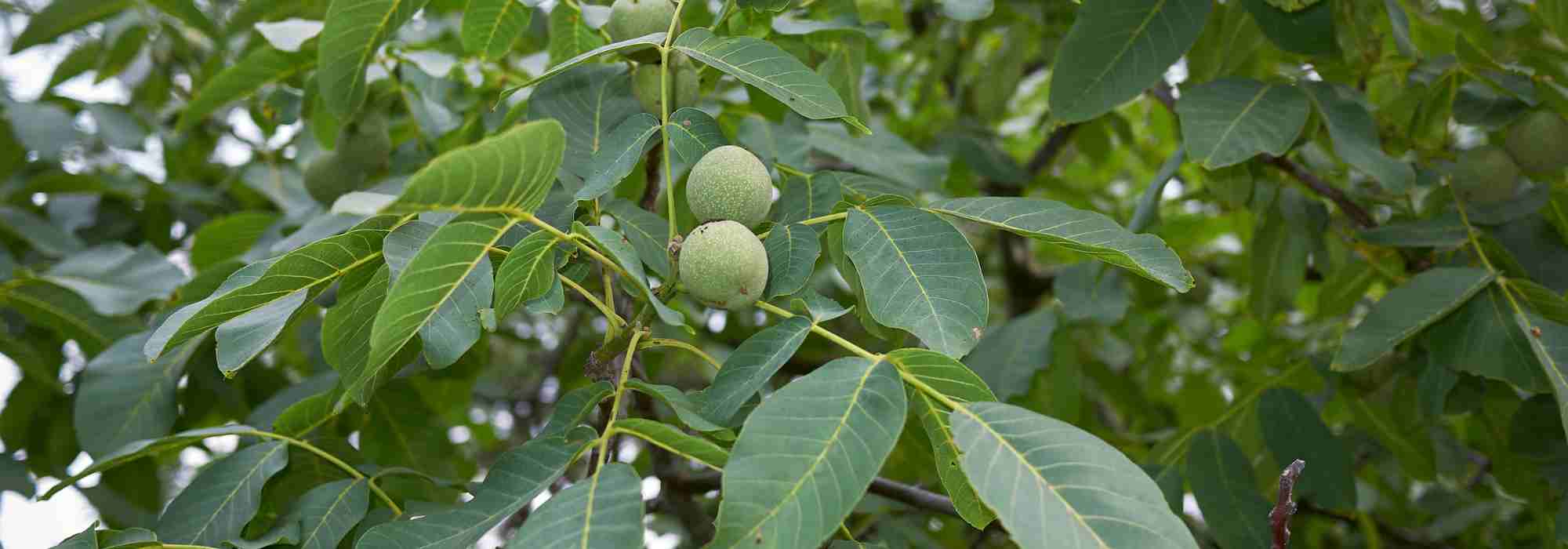 ¿Qué plantar debajo de un Nogal común?