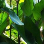 ¡Estas plantas excepcionales harán que tus vecinos se pongan verdes de envidia!