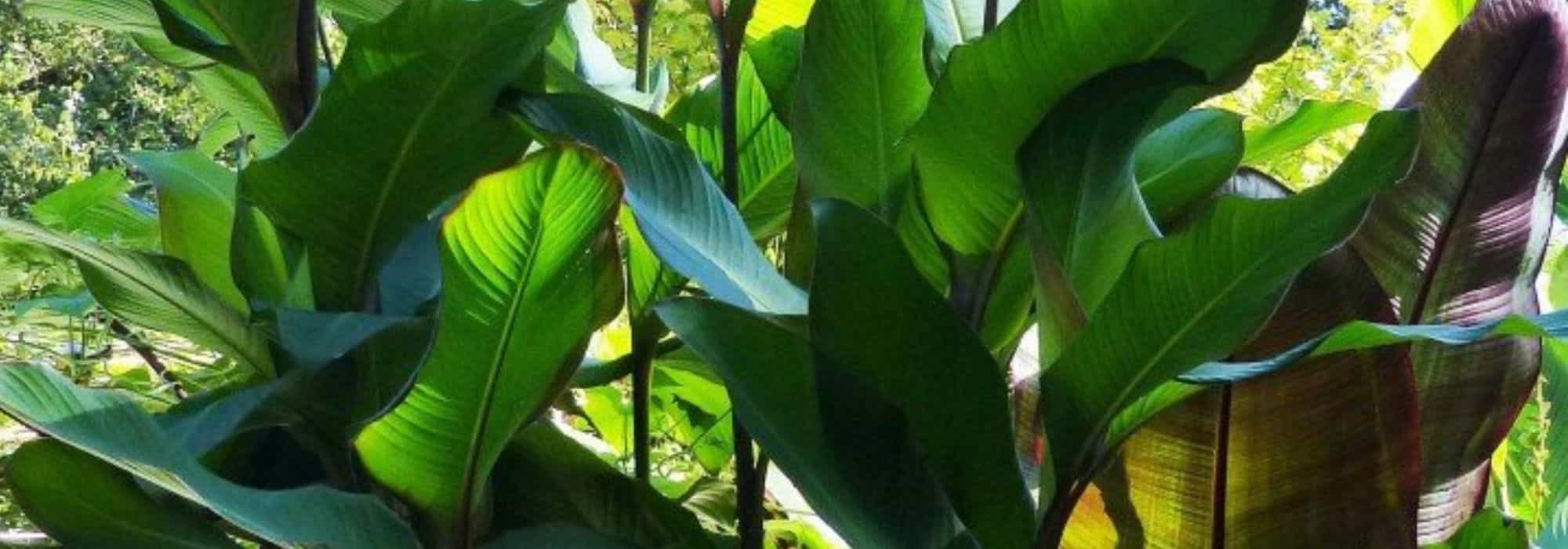 ¡Estas plantas excepcionales harán que tus vecinos se pongan verdes de envidia!