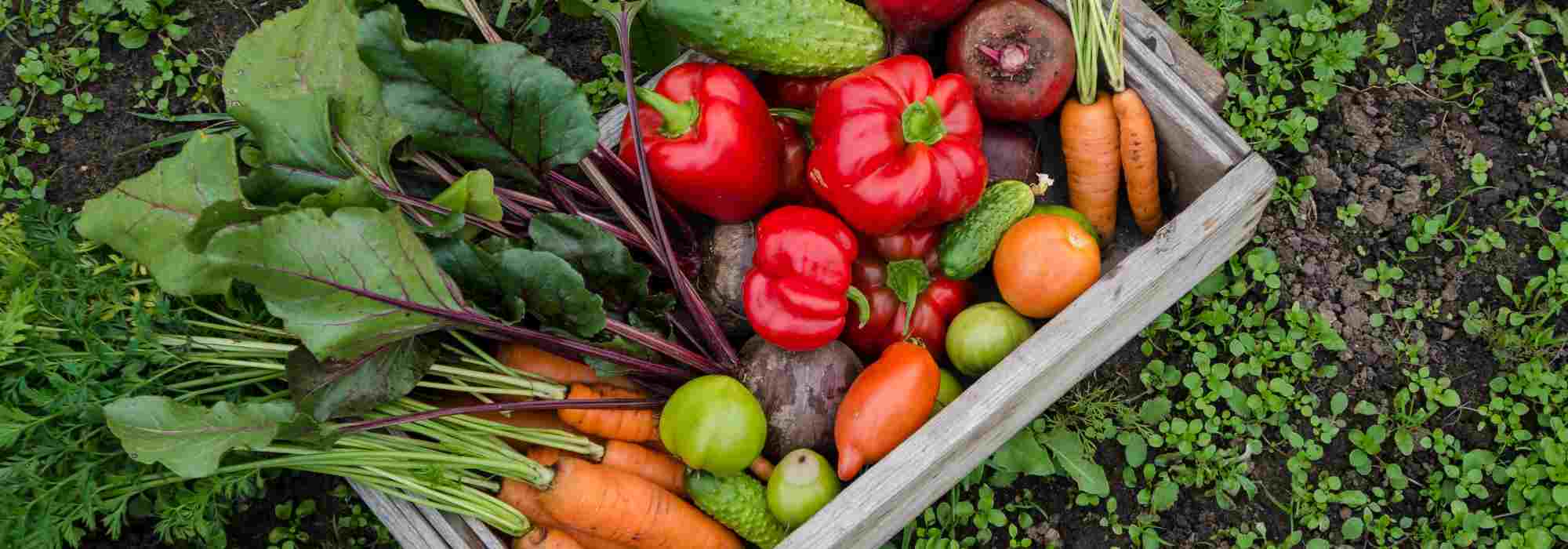 ¿Cultivar un huerto sin agua: una utopía o una realidad?