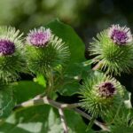 Los fungicidas naturales para usar en purín y decocción